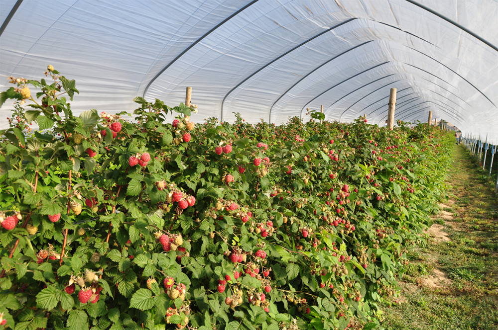 Fruits rouges & Co cherche des producteurs et devrait acquérir des machines pour répondre à une demande qui progresse. (© Fruits rouges & Co)