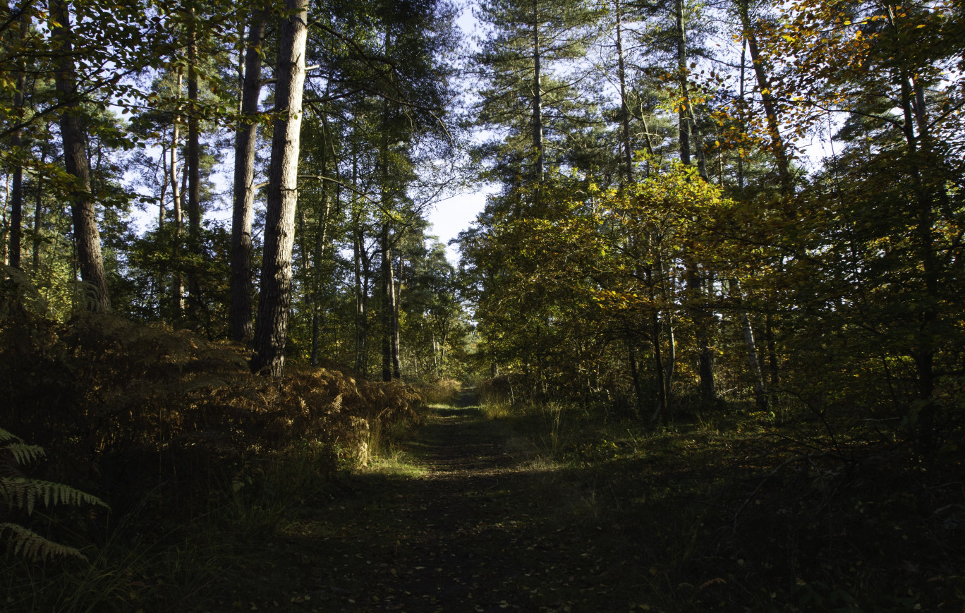 La forêt de Chantilly fait partie du Parc naturel Oise-Pays de France.(c)philkilla 