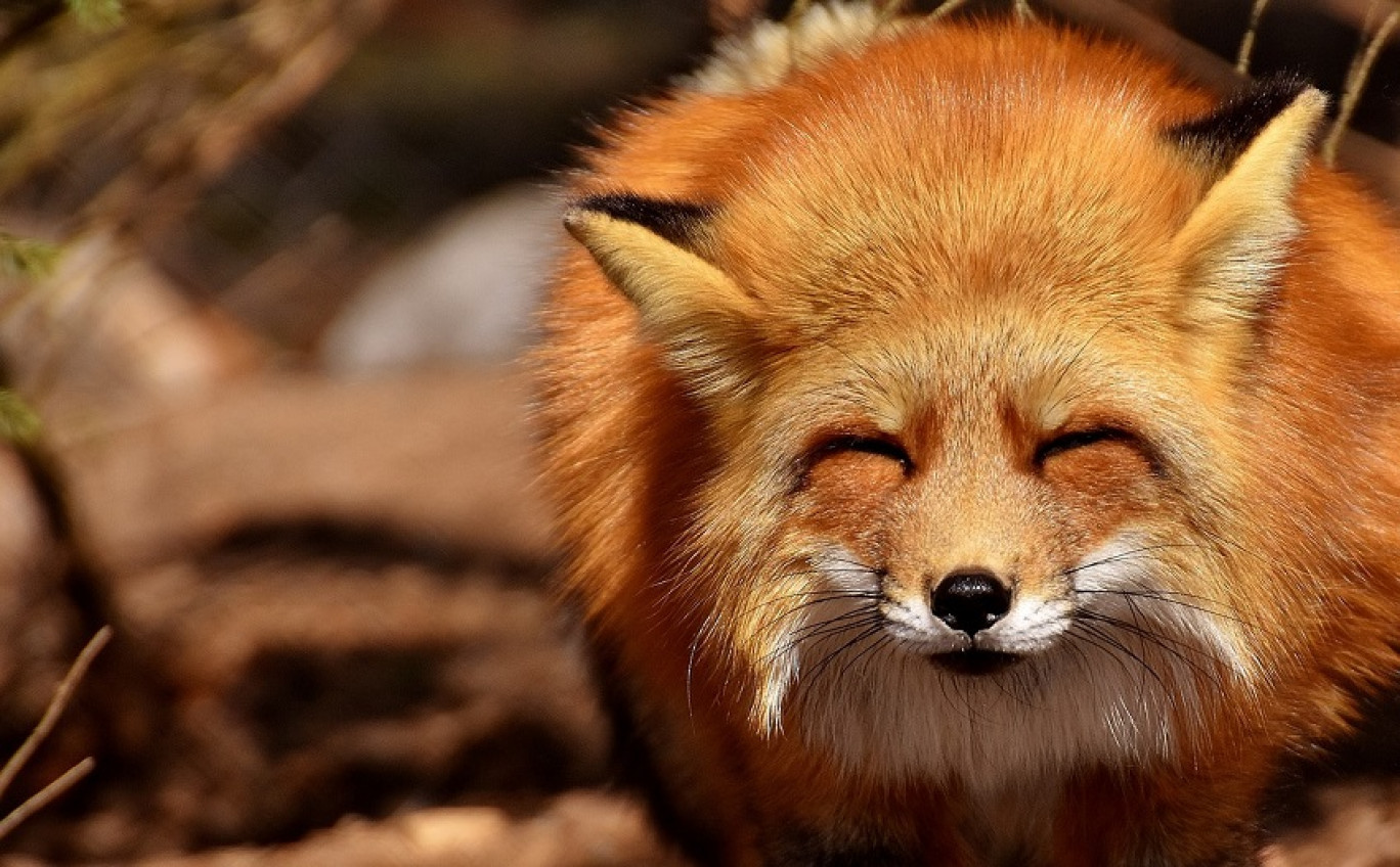 Le parc animalier de Sainte-Croix réserve de belles nouveautés à ses visiteurs