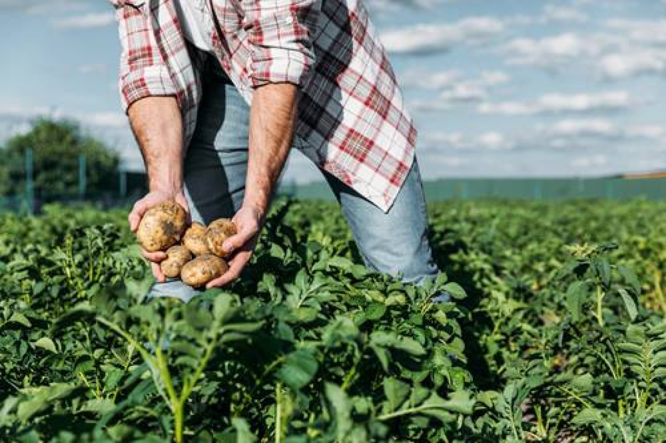 Avec le pôle IAR, les Hauts-de-France ambitionnent de devenir leader européen dans la bioéconomie