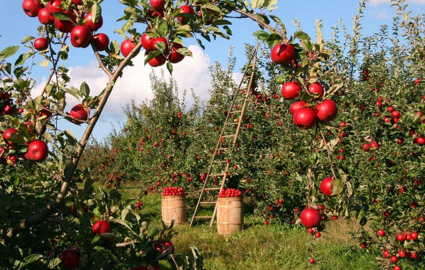 Cette année, le salon de l’agriculture se réinvente