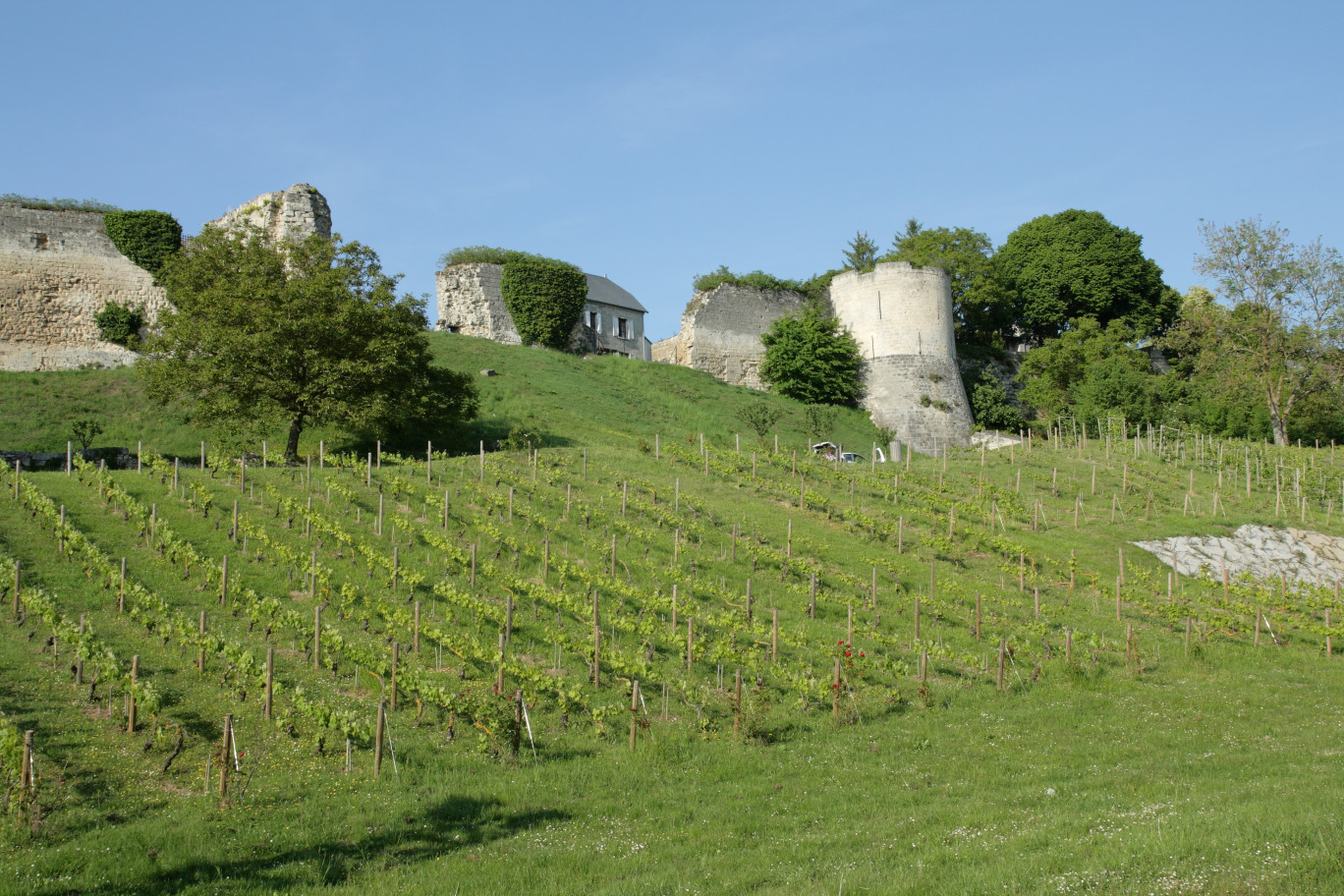 Les Hauts-de-France comptent 2 520 hectares de vignes AOP champagne qui représentent 7% de la production nationale de champagne. © arenysam