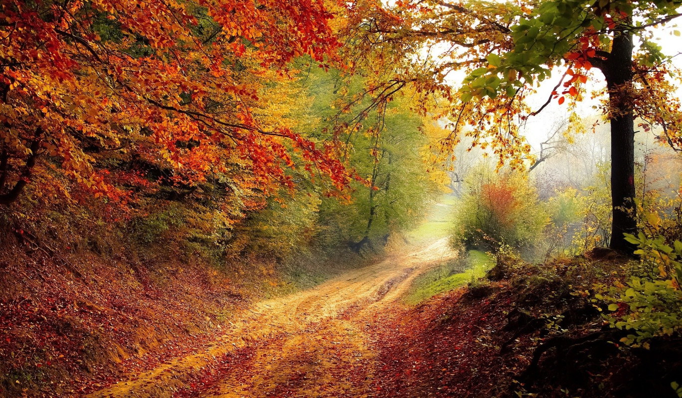 Forêts, chéries, et mal connues...