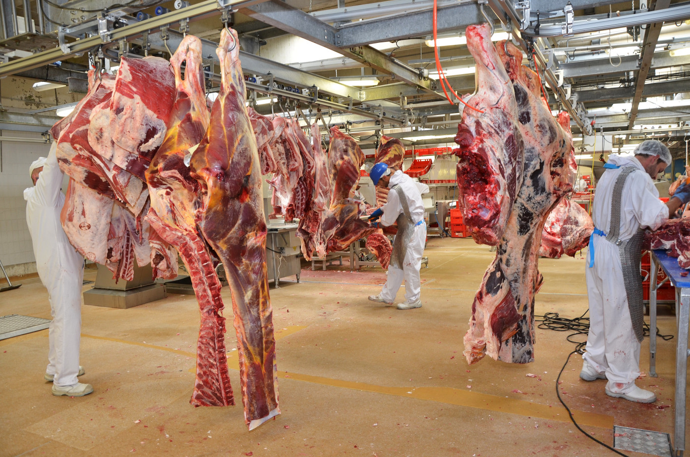 Grâce au plan de modernisation des abattoirs, la SBA va investir un million d’euros aussi bien pour améliorer le confort des animaux que celui des salariés. (@SBA)