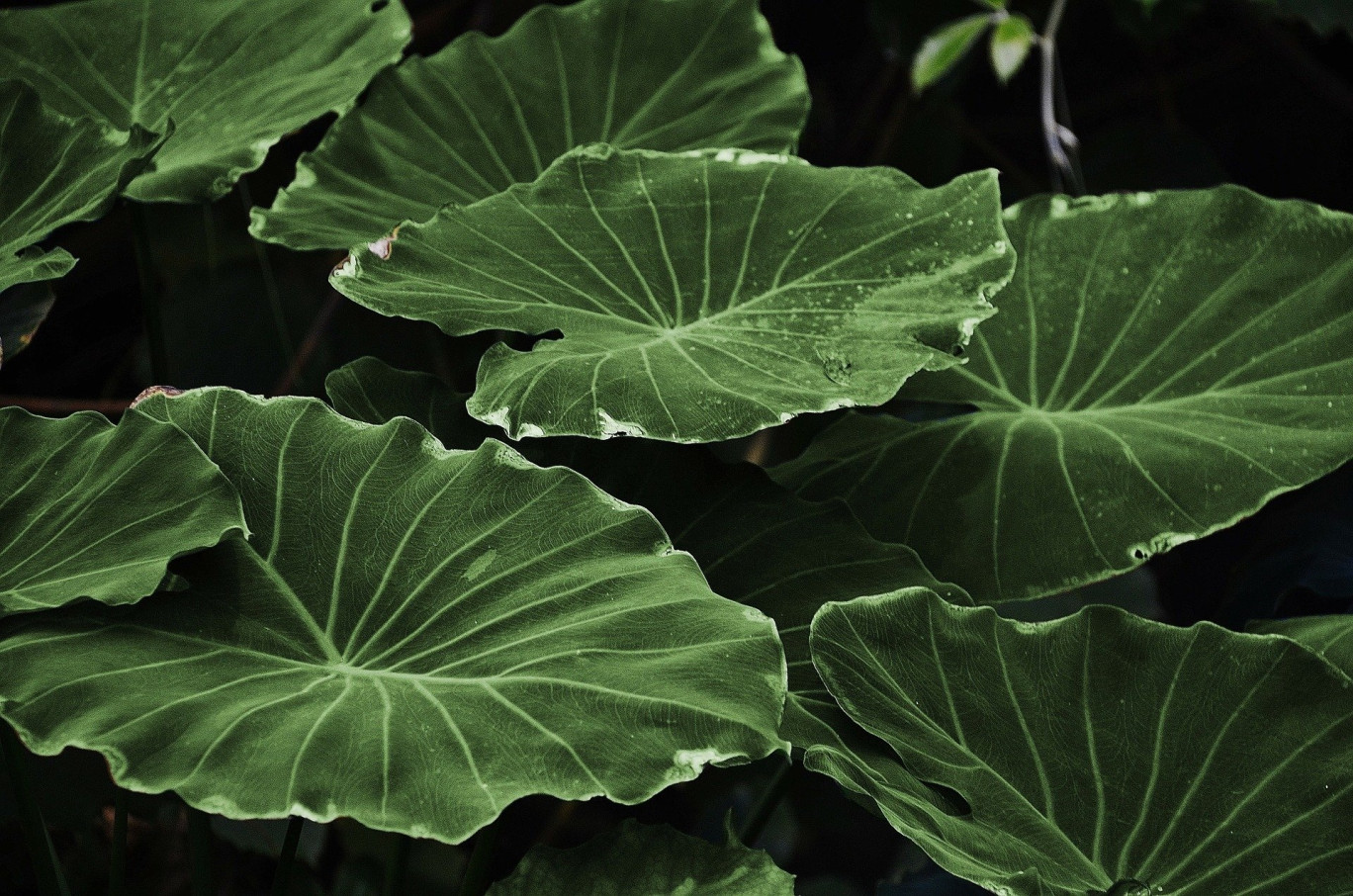 Épinal : une exposition sur les plantes et leurs usages