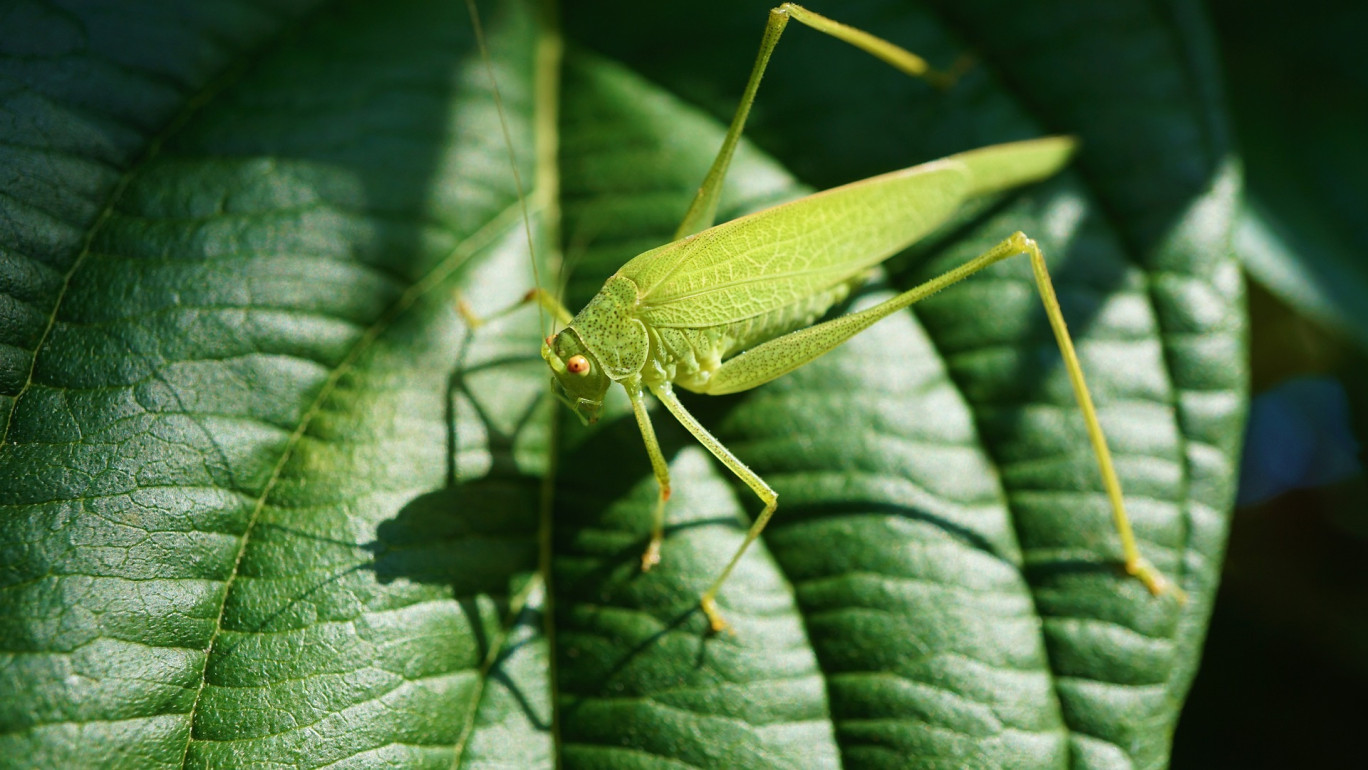 Clap de fin pour la fête de la biodiversité à Épinal