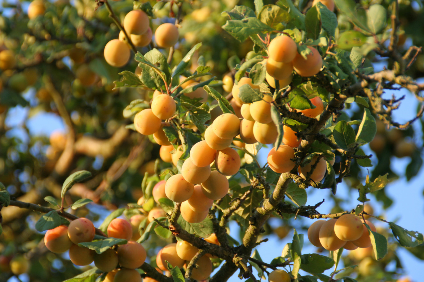 Mirabelles : recherche de saisonniers