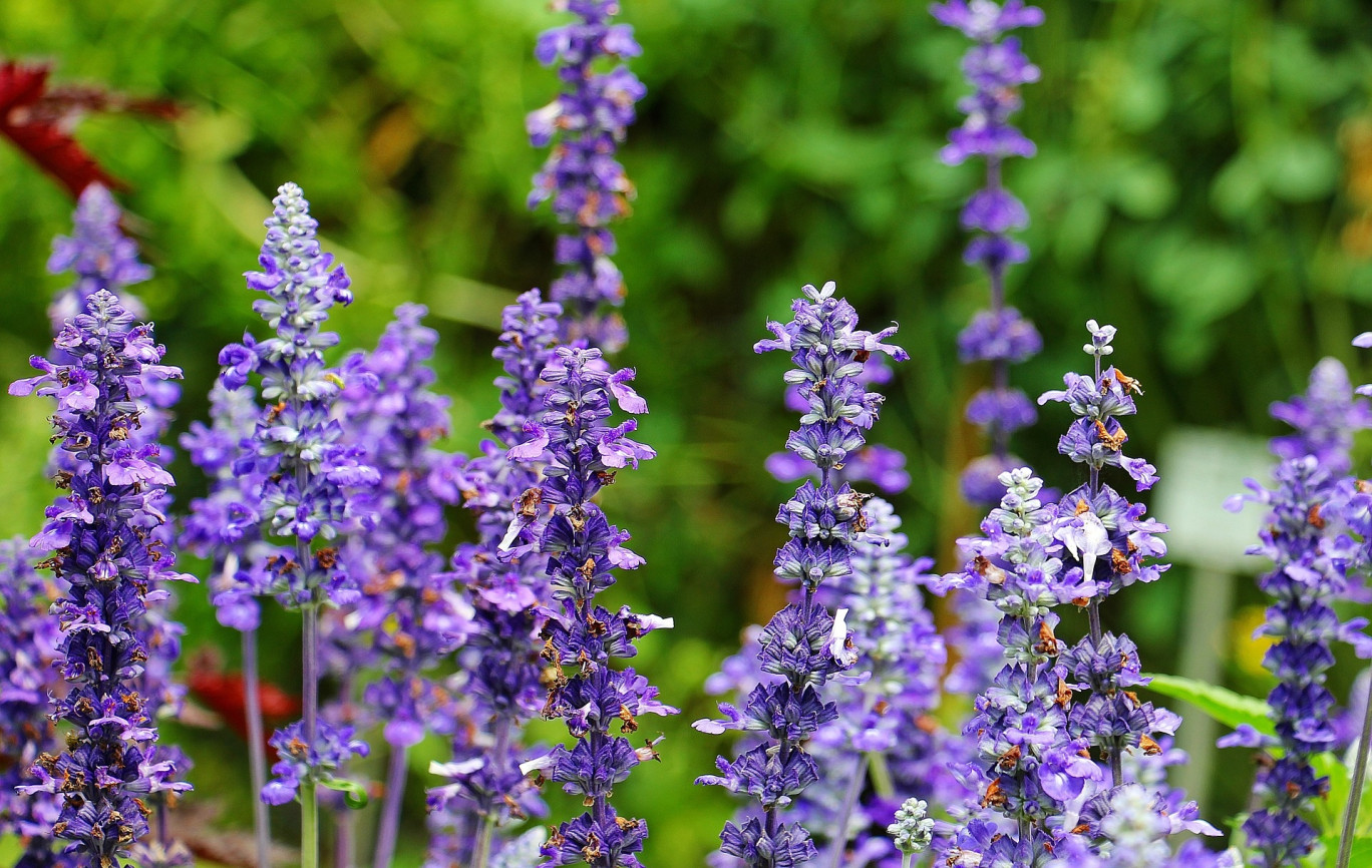 Le marché aux plantes est de retour cette année au Haut-du-Tôt