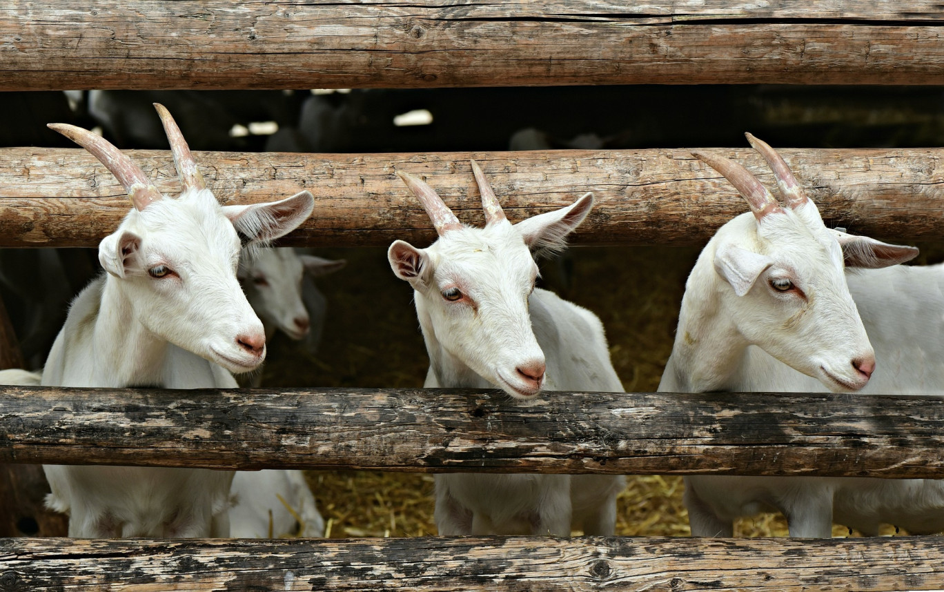 La ferme Vlaemynck propose désormais du woofing à Rupt-sur-Moselle