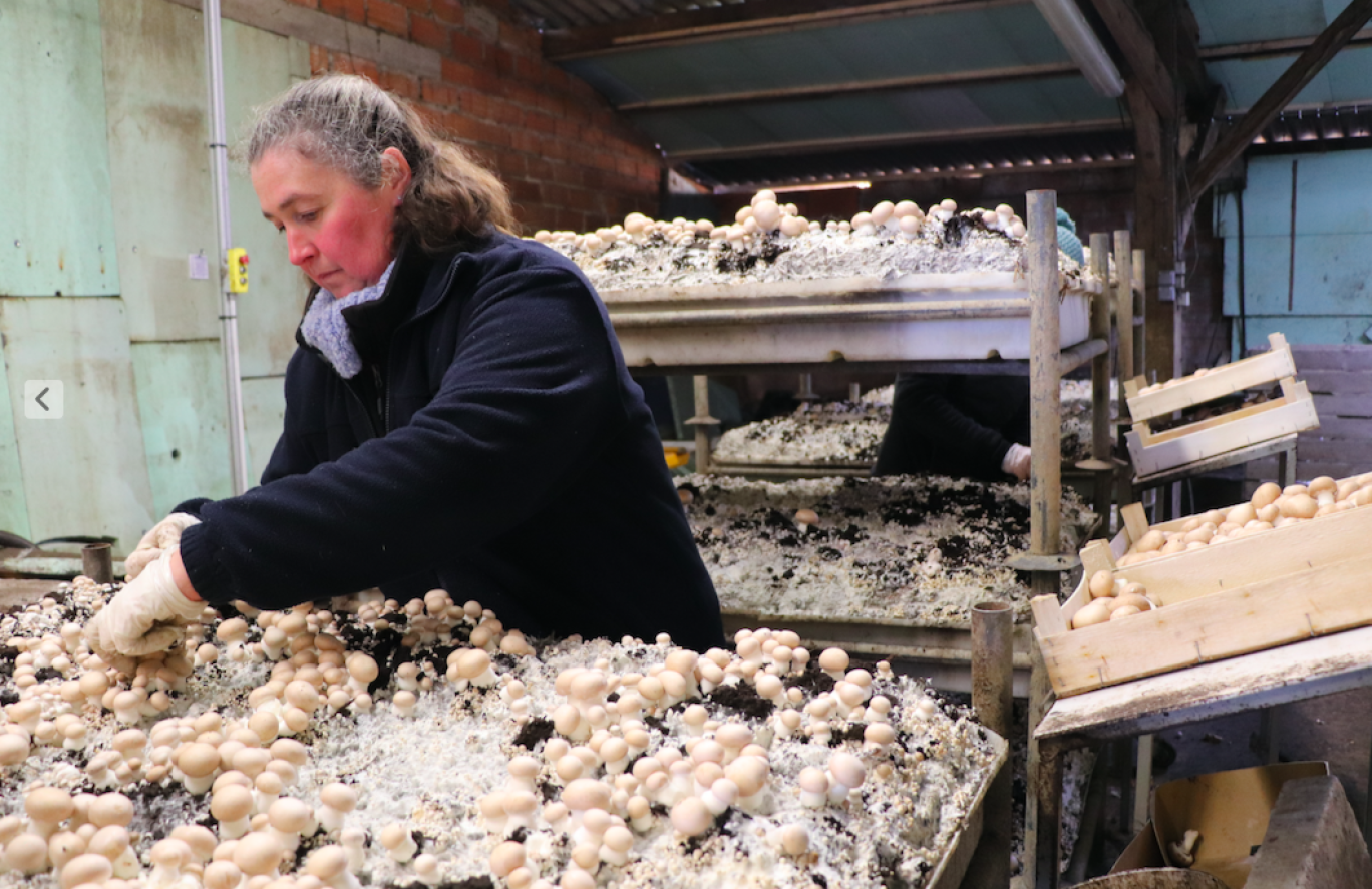 L’heure de cueillir les champignons arrivés à maturité.