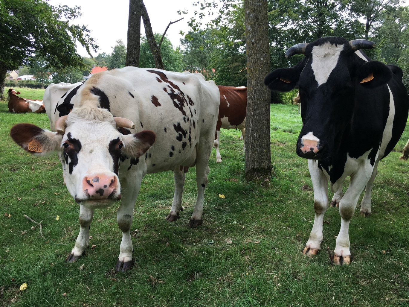 L'attention accrue portée au bien-être animal est l'une des pratiques de l’agriculture régénératrice.