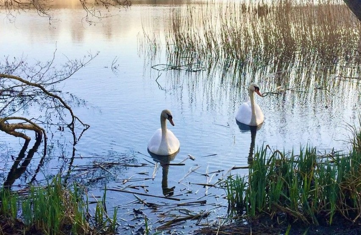 L'étang de l'Escherbruch, au sein du marais de la Heide. (c) Valentin BECK. 