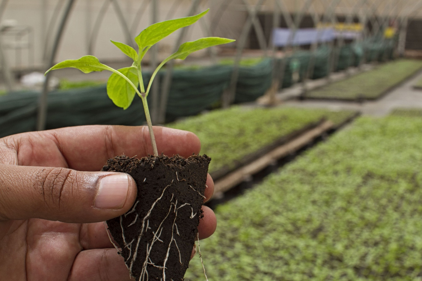 Artera Bio à Estrées-Saint-Denis : pour une agriculture responsable