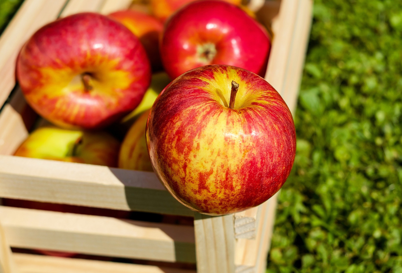 Jardins de cocagne : Des commandes groupées de pommes bio pour les adhérents