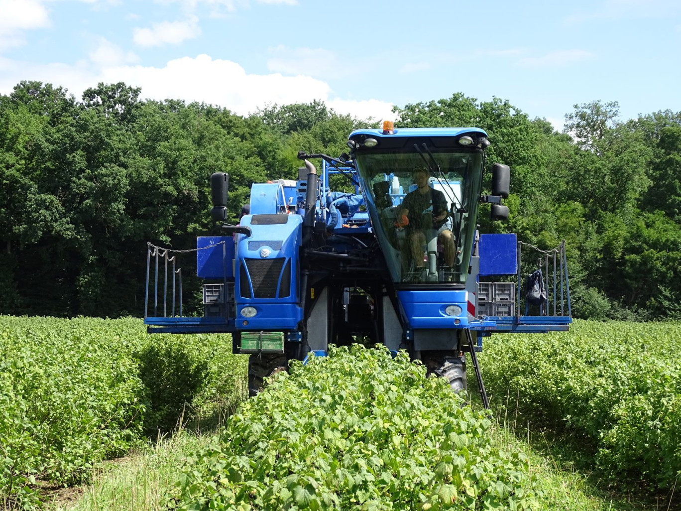 Après plusieurs aléas climatiques, la récolte du cassis a débuté en côte de Beaune mais les quantités devraient être moindre. (Aletheia Press / Nadège Hubert)