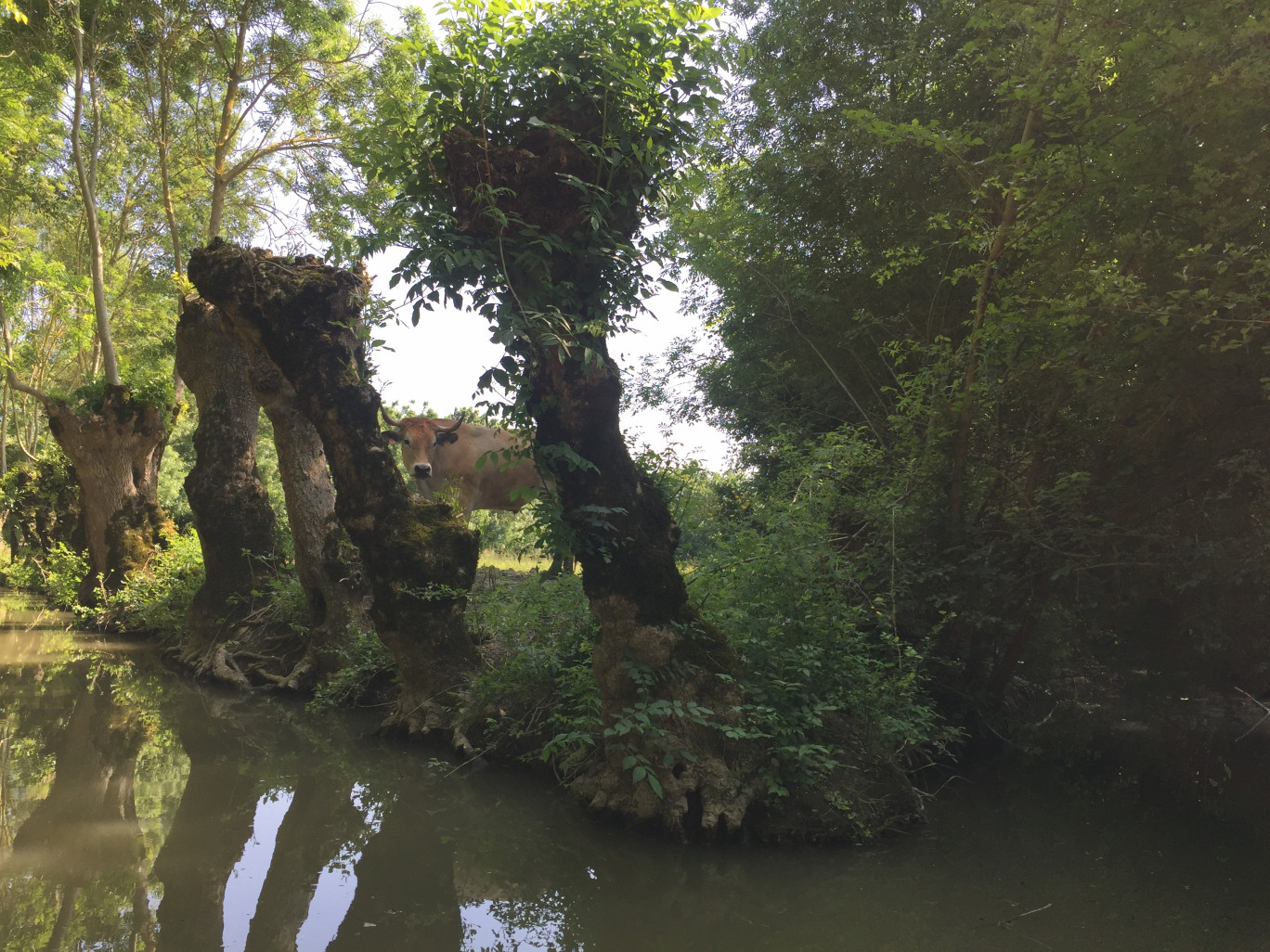 Une vache maraîchine regarde les barques passer entre les frênes têtards caractéristiques du Marais poitevin.