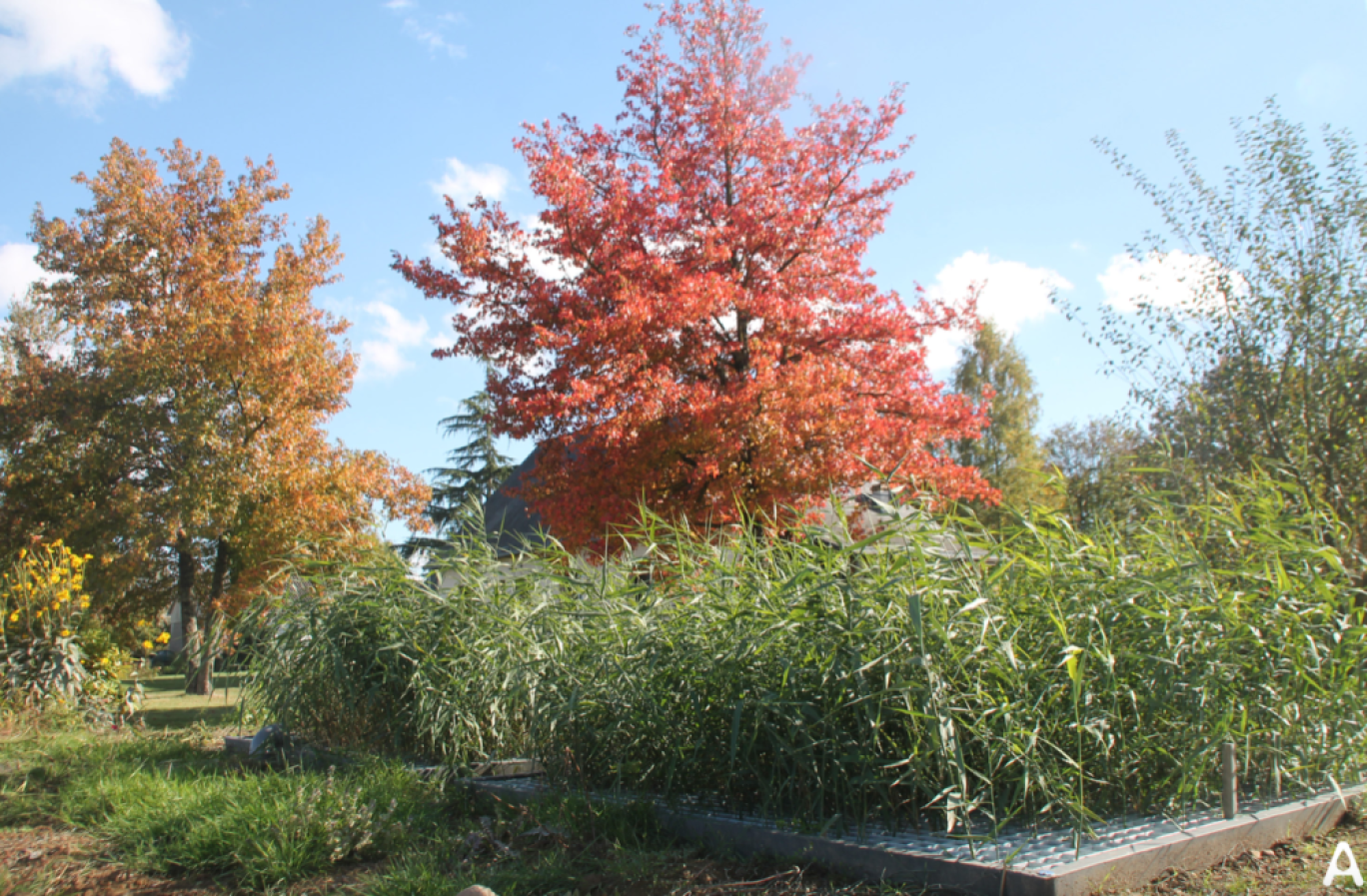 Le jardins d’assainissement se veut aussi esthétique.