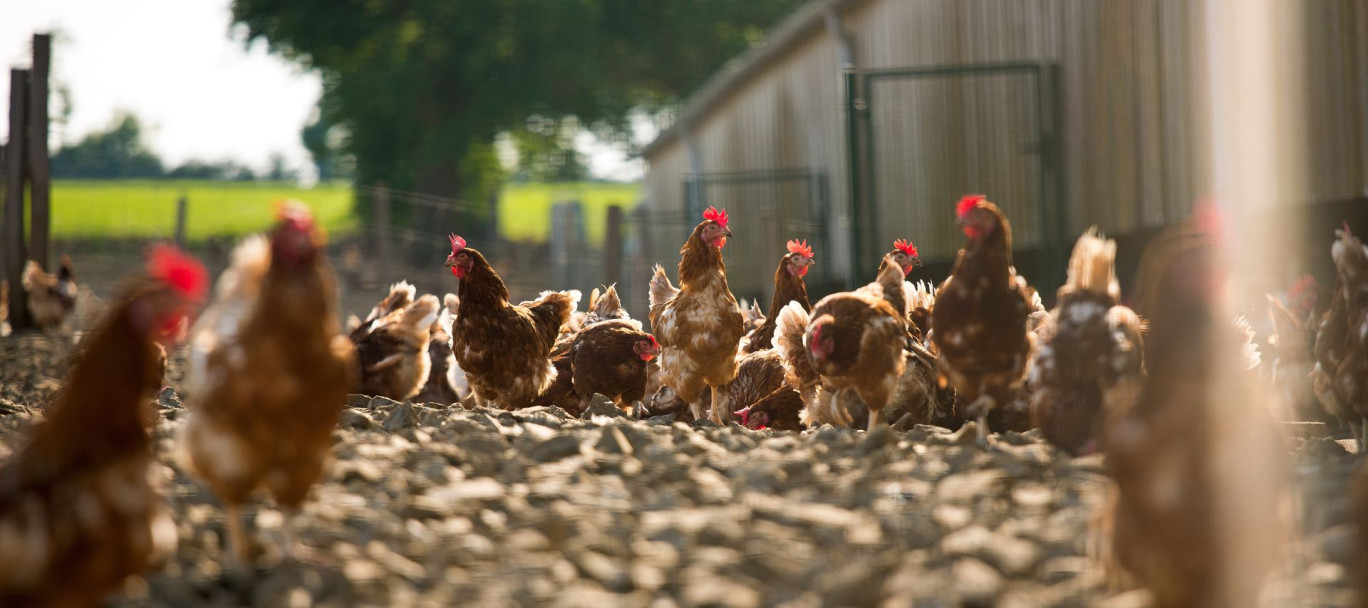 Parmi les indicateurs du Planet-score, figurent les conditions d'élevage des animaux. © Thierry RYO