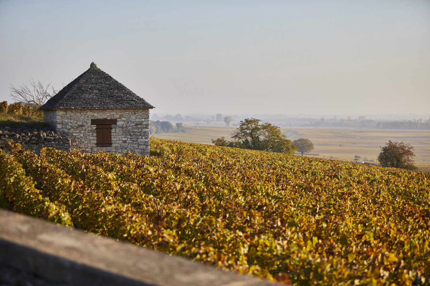 Les domaines Artemis et Henriot ont fusionné pour ne faire plus qu’une seule entité Artemis Domaines. (Maison Bouchard Père & Fils)