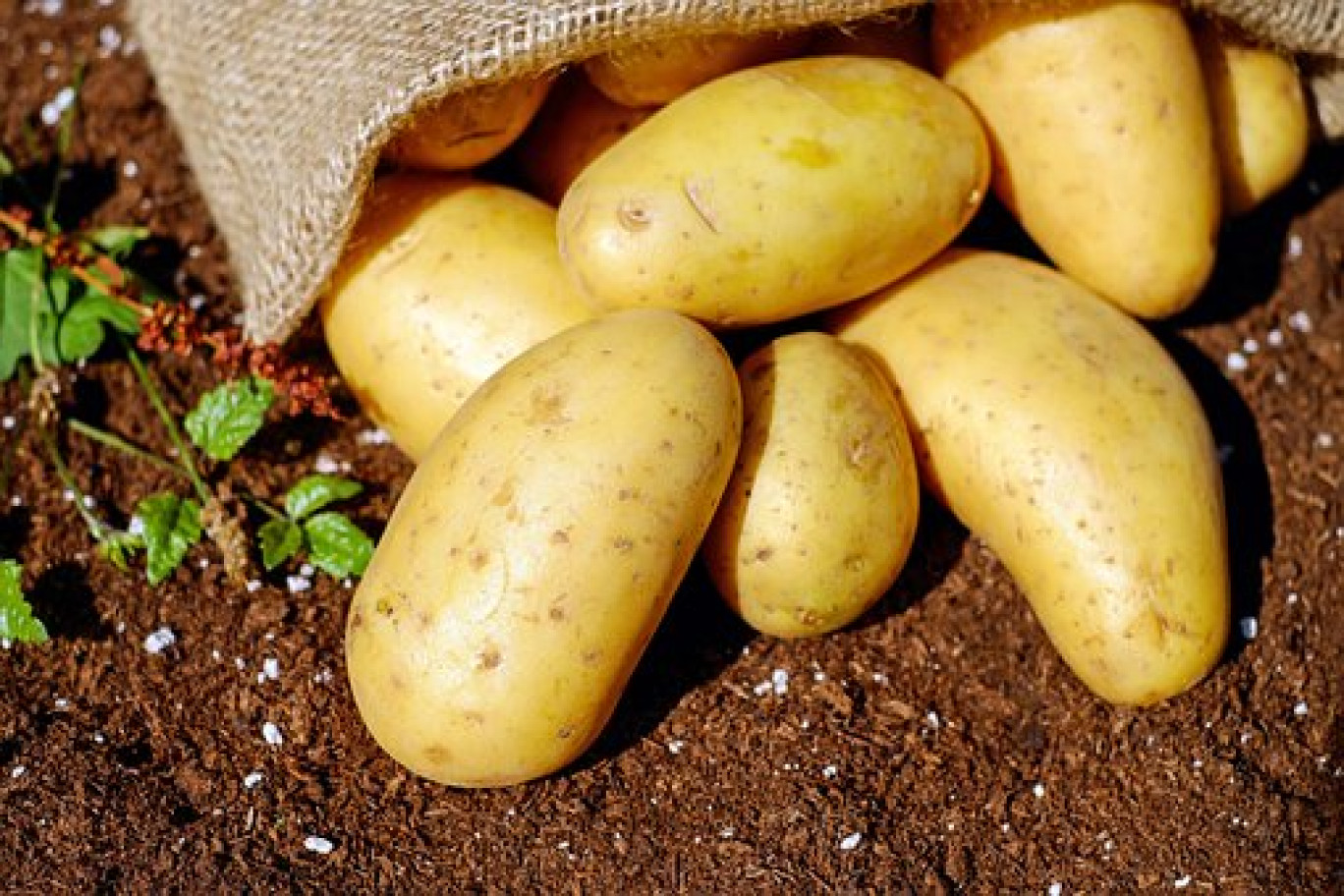 Journée régionale de transformation des légumes à Malzéville