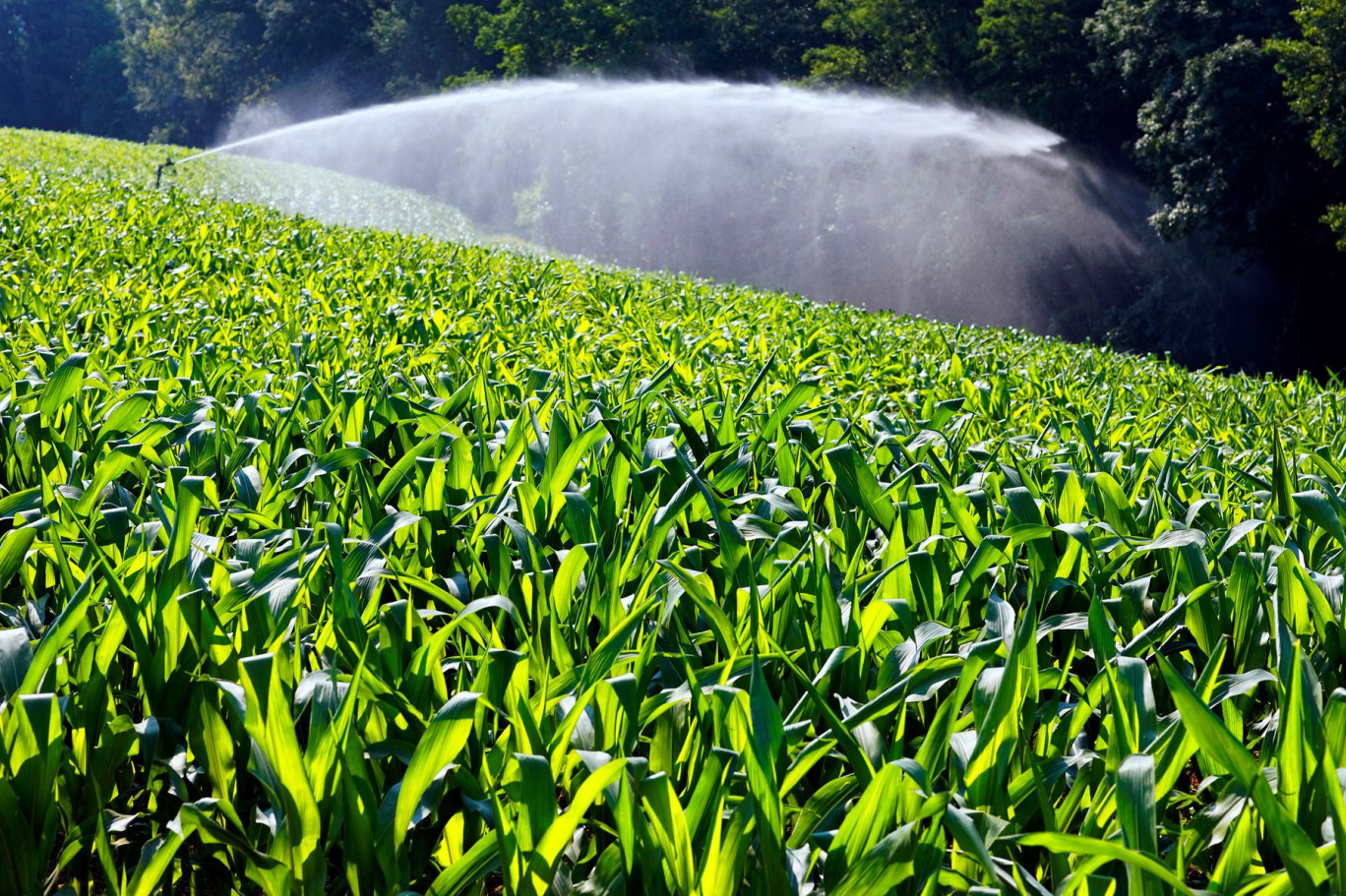 «L’effort de sobriété pèsera principalement sur l’agriculture, qui représente les deux tiers de la consommation d’eau», estime le rapport. Cependant, «pour avoir un impact fort, il faut changer de systèmes de culture, ce qui n’est pas toujours économiquement viable». © Frédéric Prochasson