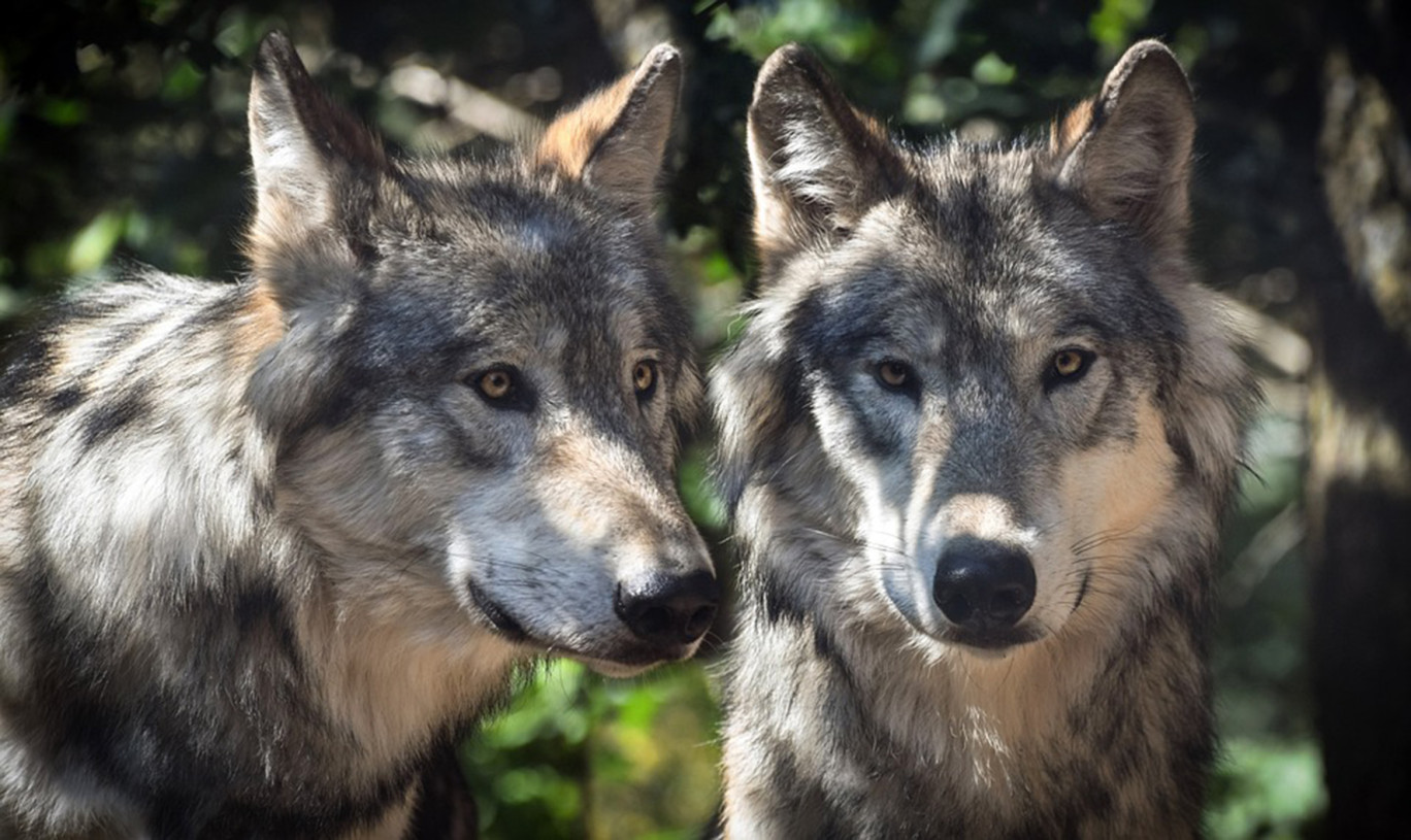 Réunion du comité «loup» en préfecture