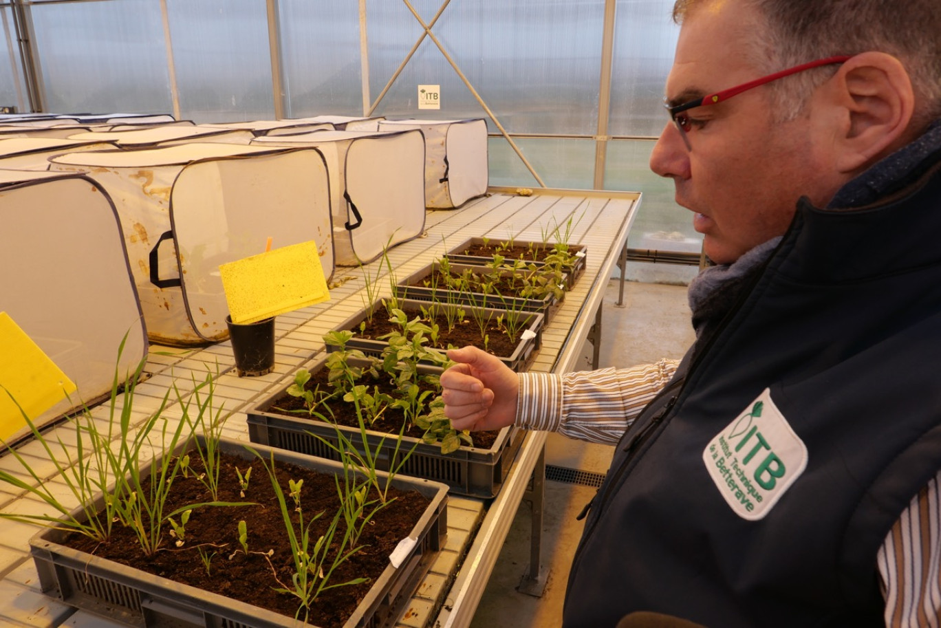 Ghislain Malatesta, le directeur du pôle expérimental, explique le fonctionnement des plantes compagnes pour lutter contre les pucerons. ©Aletheia Press/ E.Castel