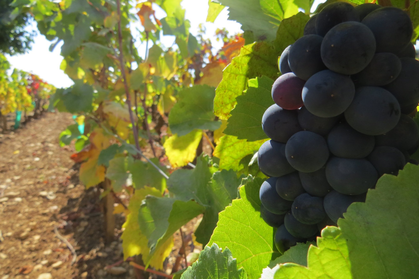 Les rangs de Volnay Premier Cru se cultivent désormais sans herbicides. (©Aletheia Press/Nadège Hubert)