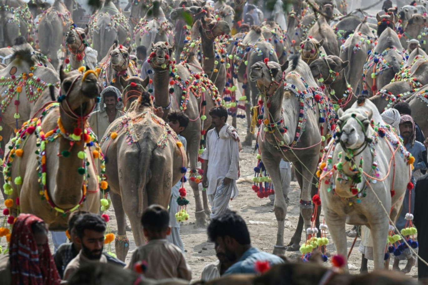 Des vendeurs de chameaux et des clients déambulent sur un marché au bétail à Lahore au Pakistan, le 25 juin 2023 © Arif ALI