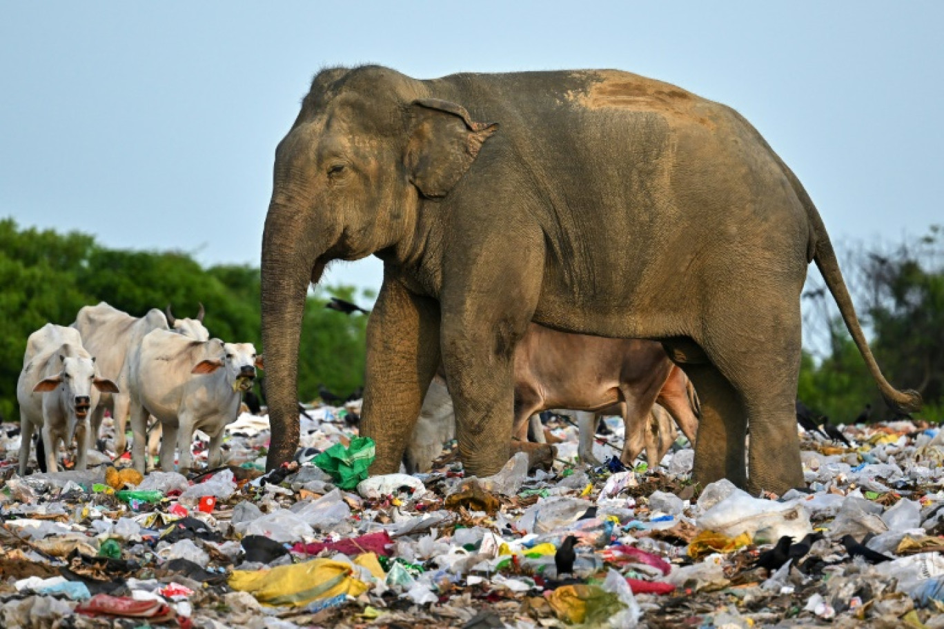 Un éléphant sauvage ingurgite des déchets plastiques dans une décharge, le 3 juin 2023 à Ampara (Sri Lanka) © Ishara S. KODIKARA