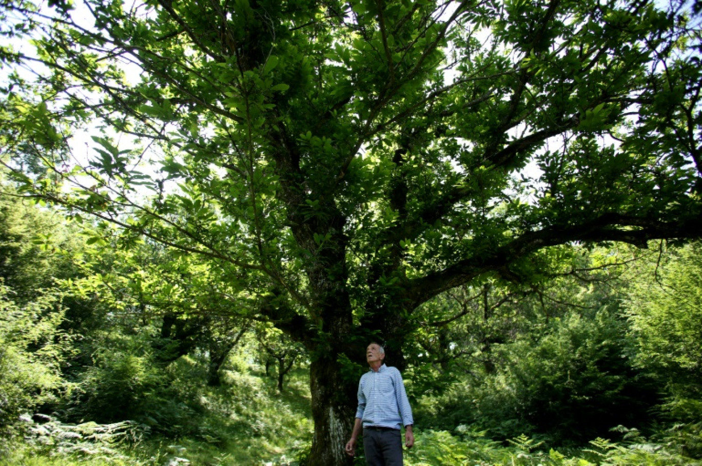 Le cultivateur Prek Gjeloshaj sous un châtaignier, le 19 juin 2023 à Rec, dans le nord de l'Albanie © Adnan Beci