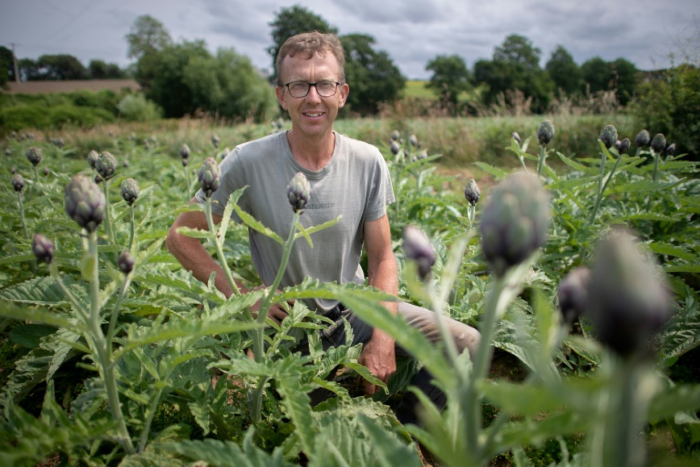 Le cultivateur Christian Bernard dans son champ d'artichauts, le 26 juin 2023 à Taulé, dans le Finistère © Fred TANNEAU