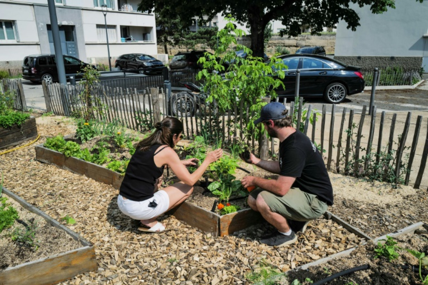 Un jardinier éduque une habitante à l'agriculture urbaine, le 4 juin 2023 à Lyon © OLIVIER CHASSIGNOLE