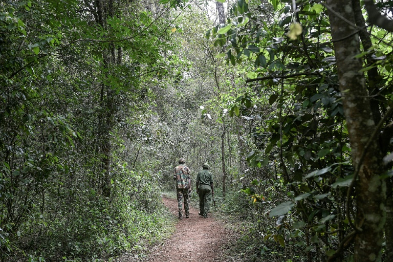 Une forêt au Kenya © Simon MAINA