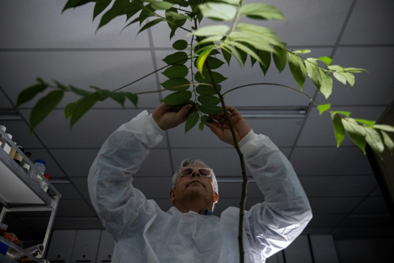 Le biologiste brésilien Rodrigo Moura Neto inspecte une plante dans son laboratoire de l'Université fédérale de Rio de Janeiro (UFRJ) à Rio de Janeiro, le 23 juin 2023 © CARL DE SOUZA