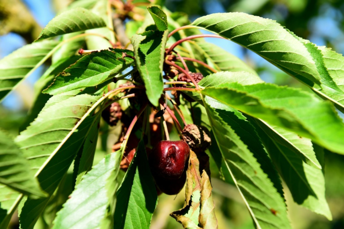 Une cerise touchée par la mouche Suzukii, le 22 juin 2018 à Prayssas, dans le Lot-et-Garonne © NICOLAS TUCAT