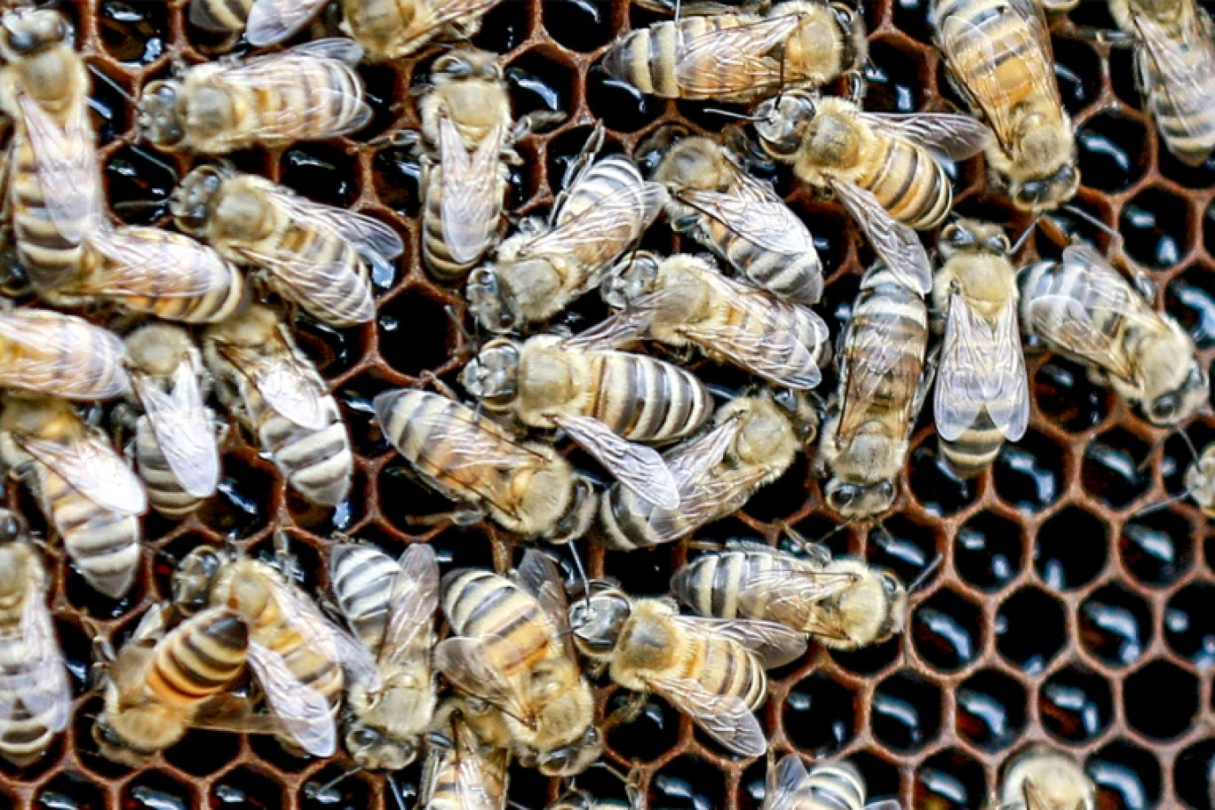 Des abeilles butinent dans des alvéoles d'une ruche à Irbid, dans le nord de la Jordanie, le 20 juin 2023 © Khalil MAZRAAWI