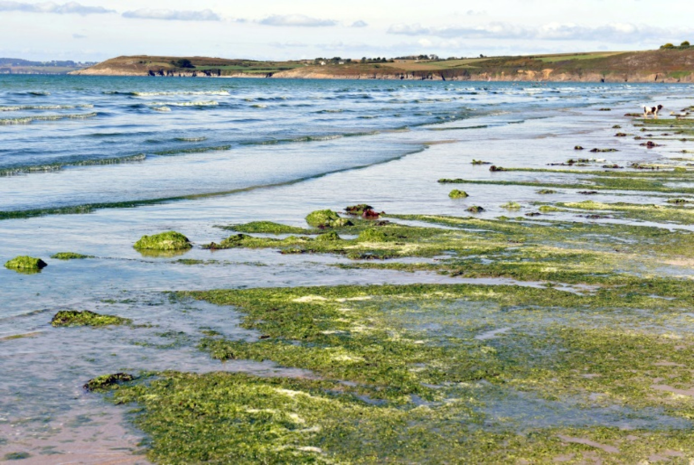 Des algues vertes à Plonevez-Porzay dans le Finistère le 19 septembre 2010 © Fred TANNEAU