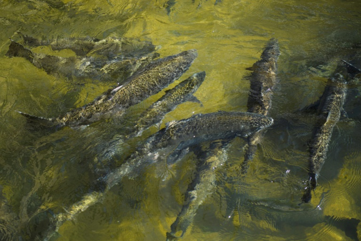 Des saumons chinook nagent au sein d'une écloserie près du Lac Oroville, en Californie, le 27 mai 2021 © Patrick T. FALLON