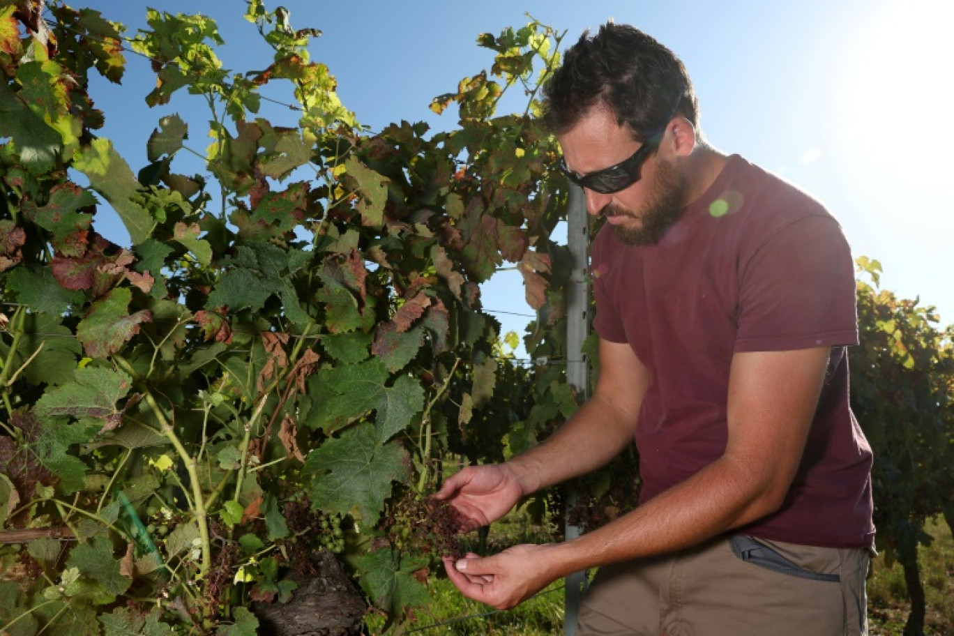 Le viticulteur Julien Luro examine ses vignes touchées par le mildiou, le 13 juillet 2023 à Targon, en Gironde © ROMAIN PERROCHEAU