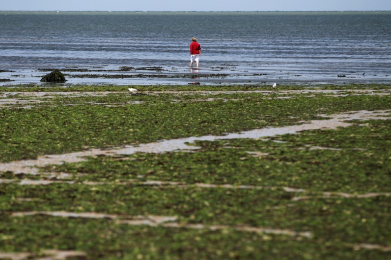 Une femme se tient sur une plage couverte d'algues vertes à Grandcamp-Maisy, dans le nord-ouest de la France, le 9 juillet 2014 © CHARLY TRIBALLEAU