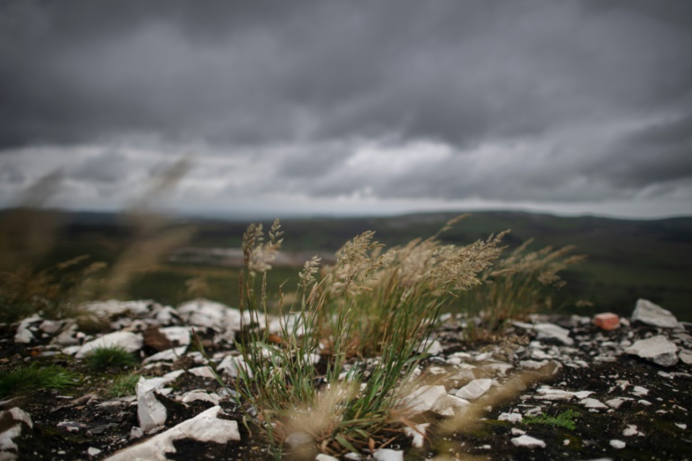 Vue de la végétation portant les stigmates d'un vaste incendie qui avait ravagé landes et tourbières à l'été 2022, le 11 juillet 2023 aux Monts d'Arrée dans le Finistère © Fred TANNEAU