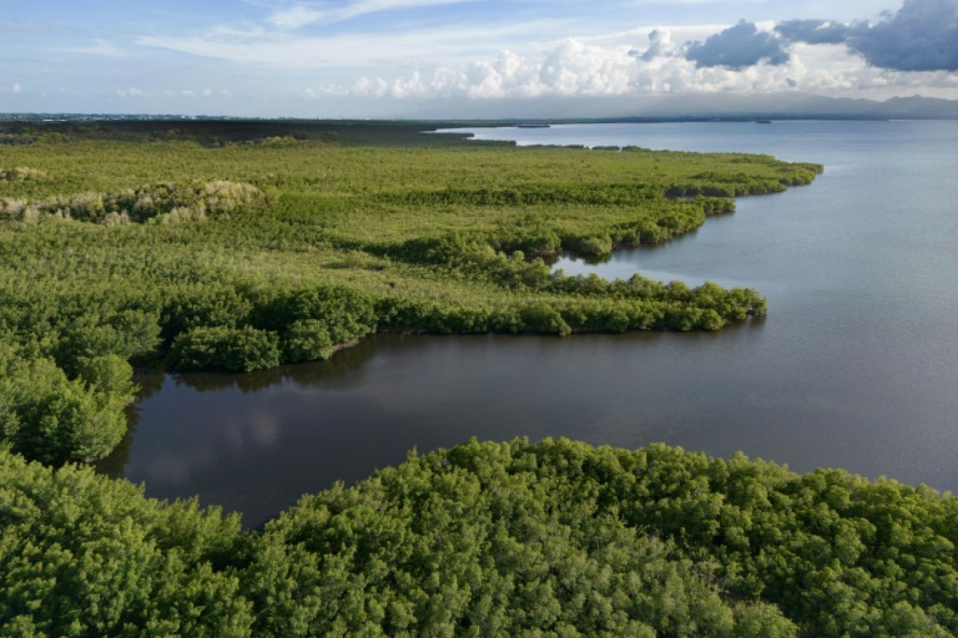 Vue aérienne de la mangrove, près de Morne-à-l'eau, le 18 avril 2023 en Guadeloupe © Olivier MORIN