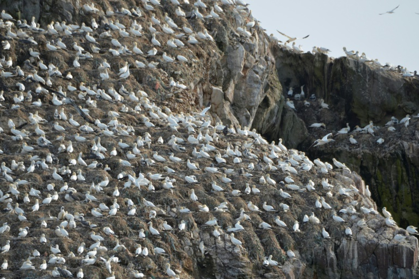 Des fous de Bassan sur l'île Rouzic dans l'archipel des Sept-Îles dans les Côtes-d'Armor en Bretagne, le 16 août 2014 © MIGUEL MEDINA