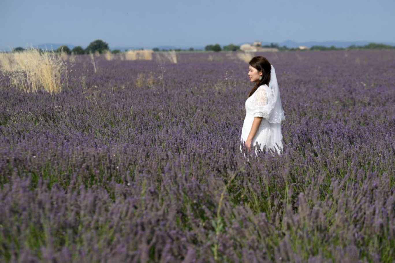 Une touriste en robe de mariée dans des champs de lavande près de Valensole, dans le sud-est de la France, le 21 juillet 2023 © Nicolas TUCAT