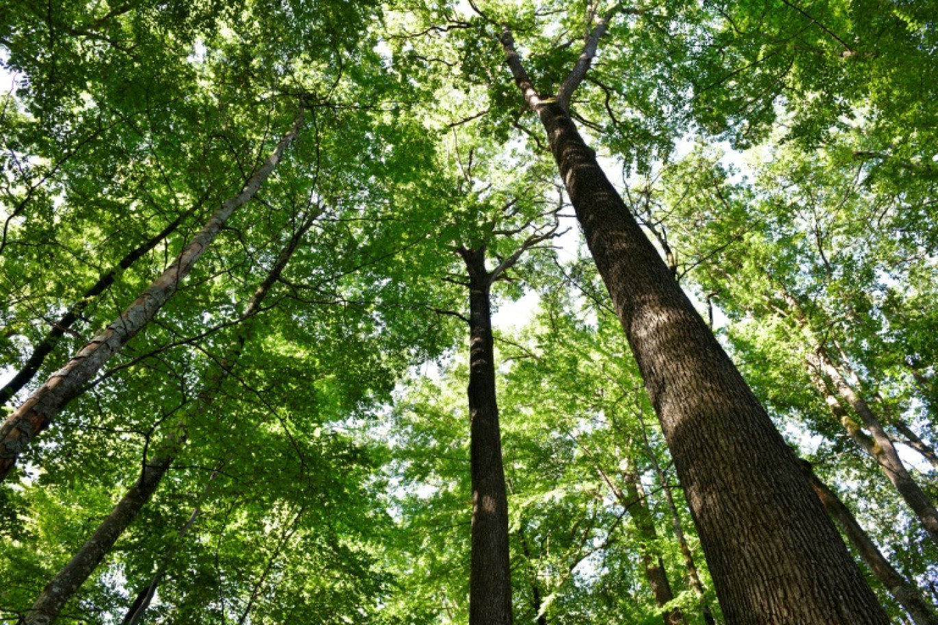 Un chêne "Pillier", dans la forêt du Tronçais, à Saint-Bonnet-Tronçais (Auvergne-Rhône-Alpes) en France, le 20 septembre 2022 © THIERRY ZOCCOLAN