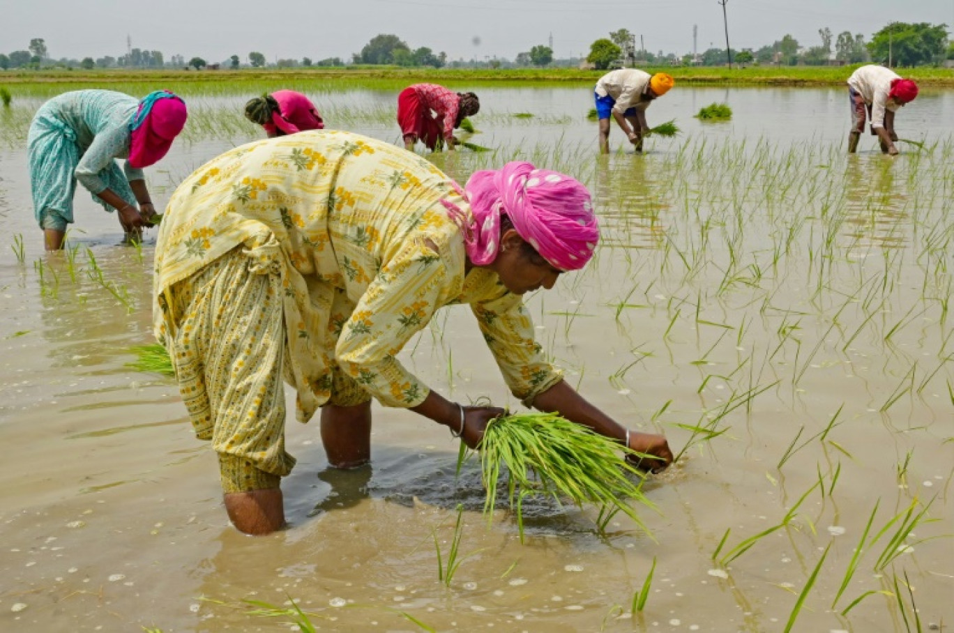 Planteurs de riz dans une rizière proche d'Amritsar, dans le nord de l'Inde, le 19 juin 2023 © Narinder NANU