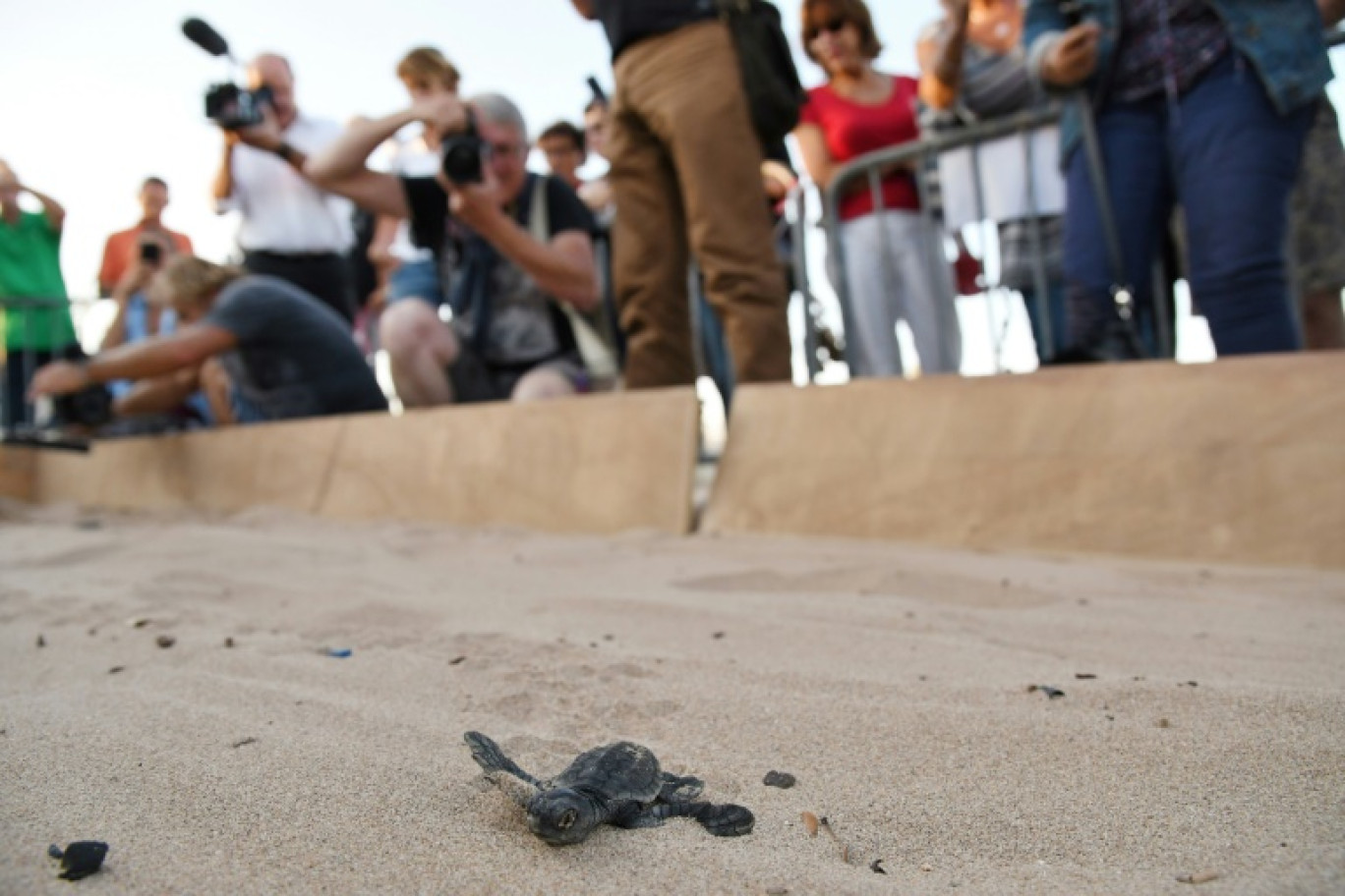 Une petite tortue Caouanne se dirige vers la mer, à Saint-Aygulf (Var), le 3 octobre 2016 © Yann COATSALIOU