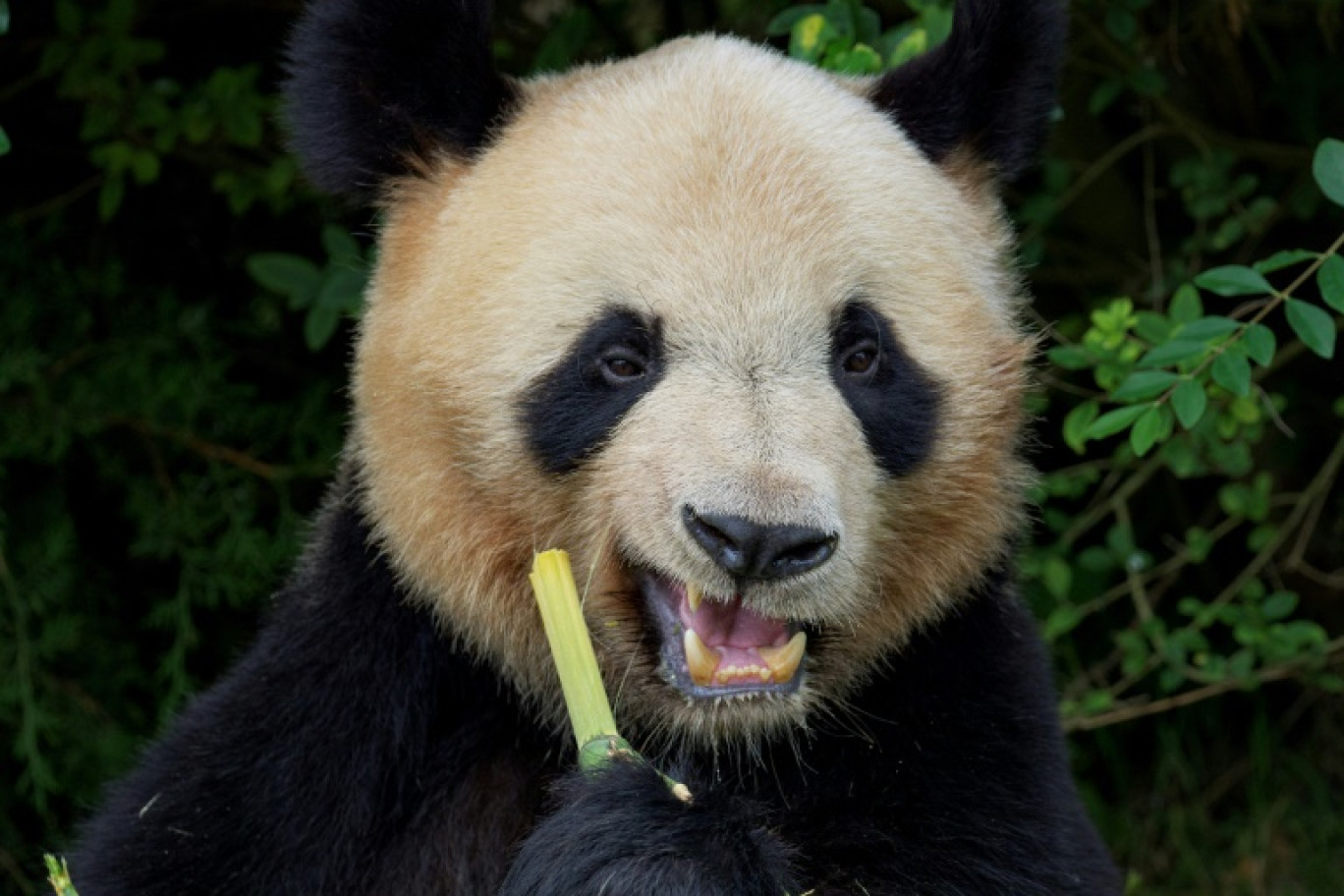 Le public salue le panda Yuan Meng qui quitte le ZooParc de Beauval pour rejoindre la Chine par avion, le 25 juillet 2023 à Saint-Aignan, dans le Loir-et-Cher © GUILLAUME SOUVANT
