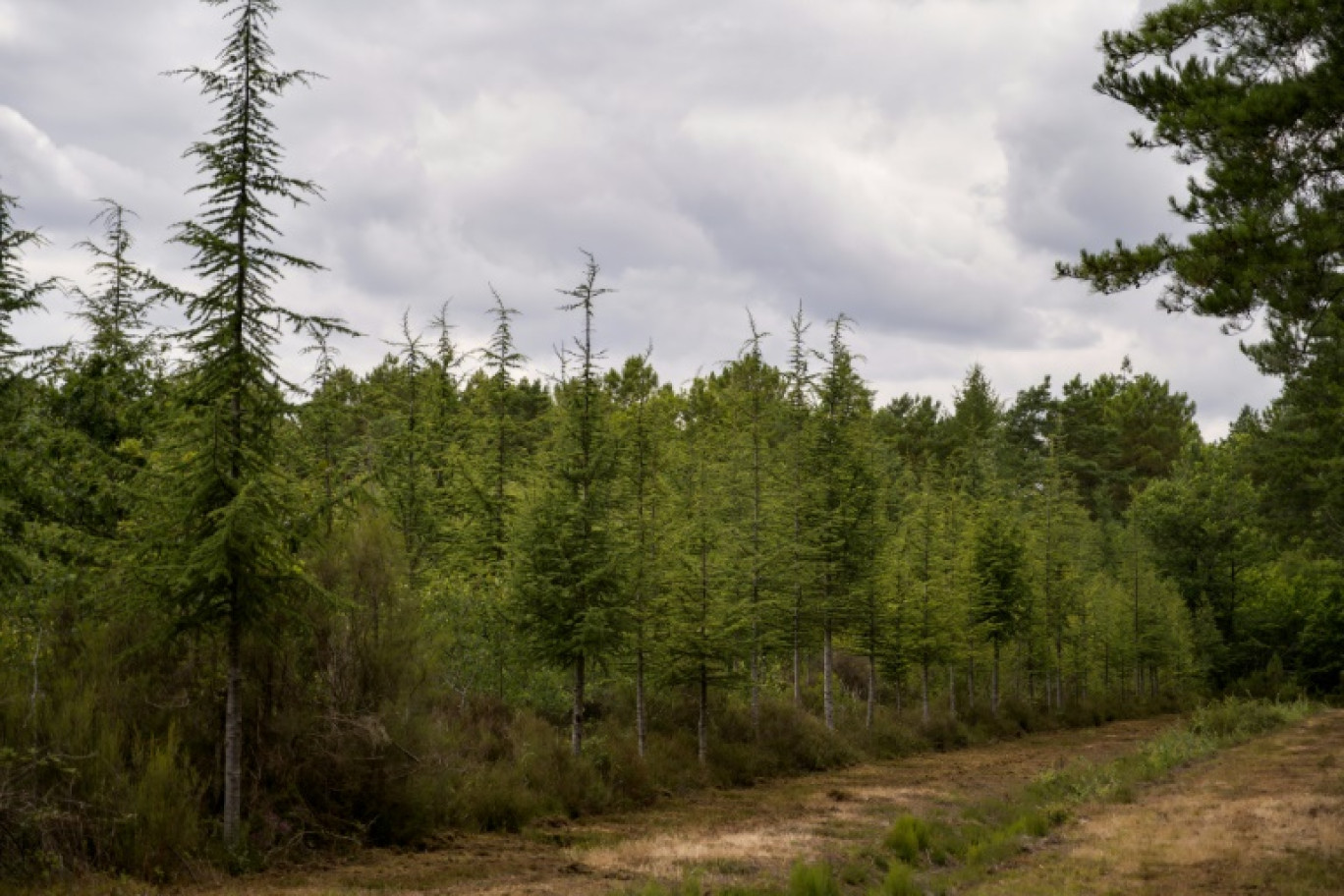 Une parcelle de plantation de cèdres dans la forêt de Tigy (Loiret),e le 6 juillet 2023 © GUILLAUME SOUVANT